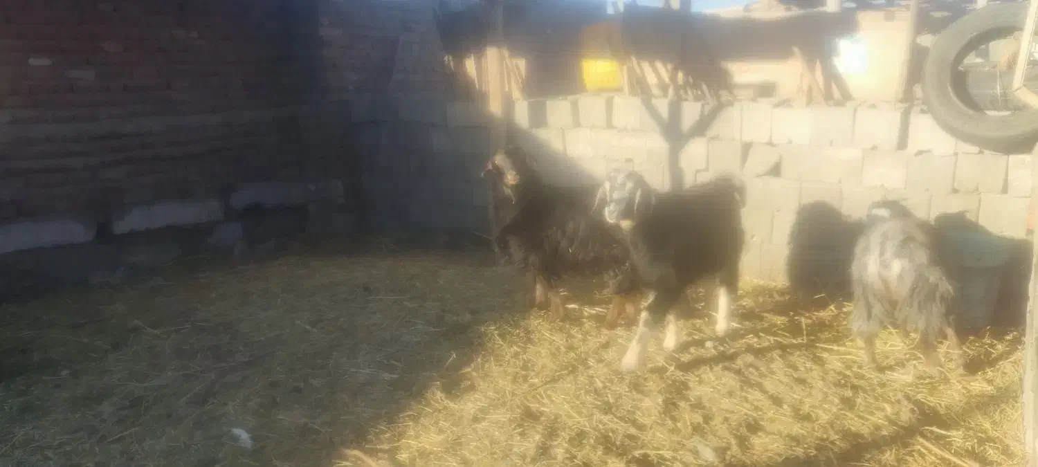 بز، نر و ماده|حیوانات مزرعه|بناب, |دیوار