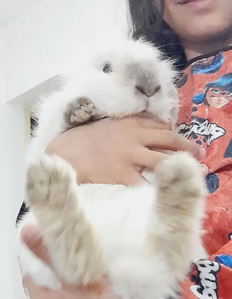 خرگوش لوپ|موش و خرگوش|اصفهان, شاهد|دیوار