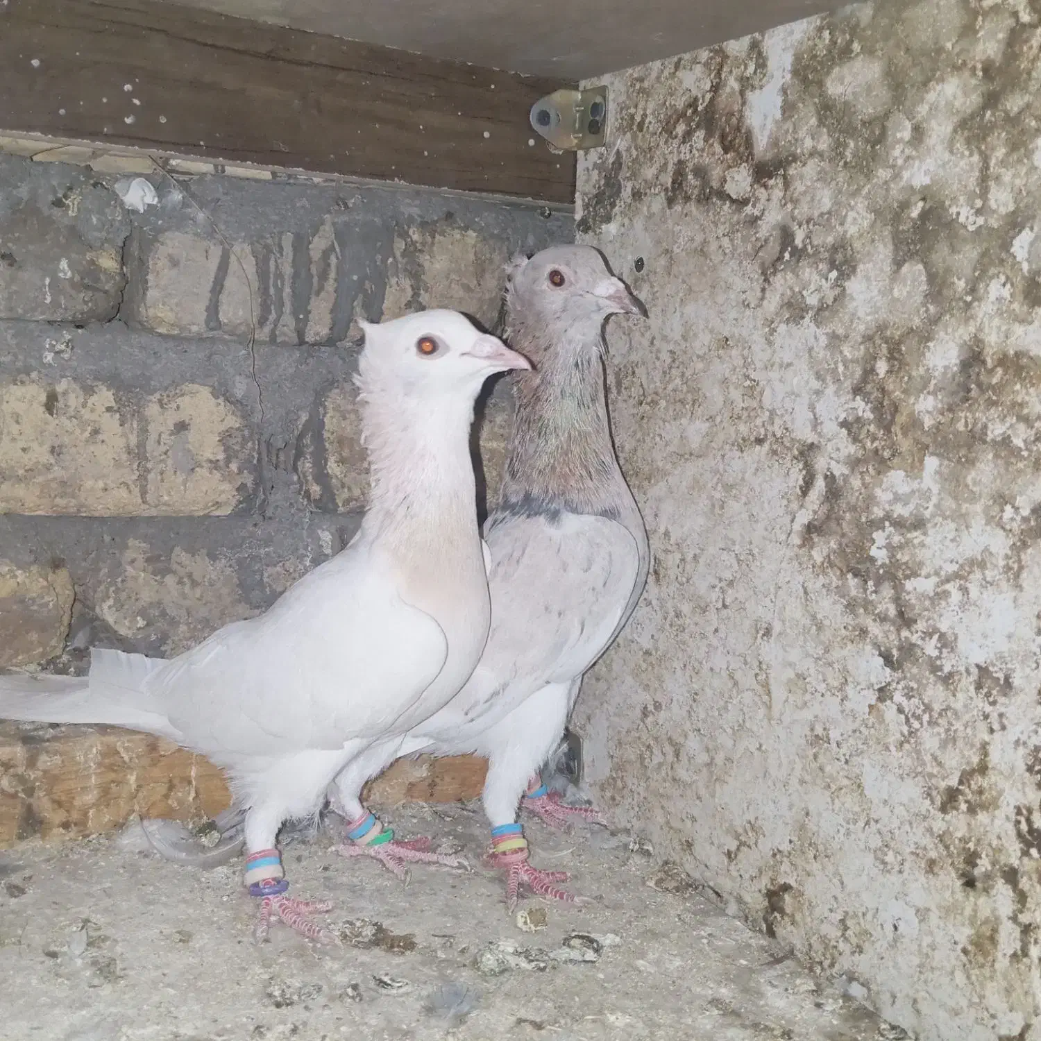 کبوتر|پرنده|مشهد, صیدآباد|دیوار