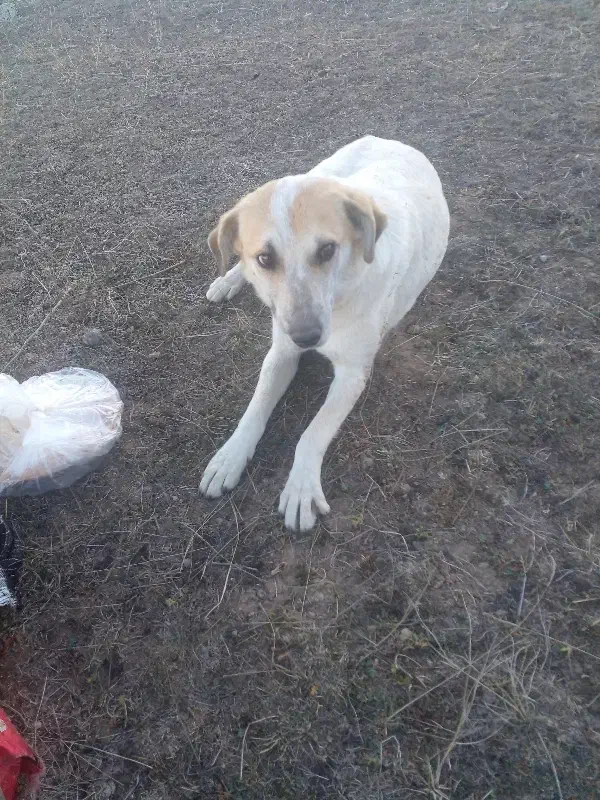 سگ پاکوتاه|سگ|اردبیل, |دیوار