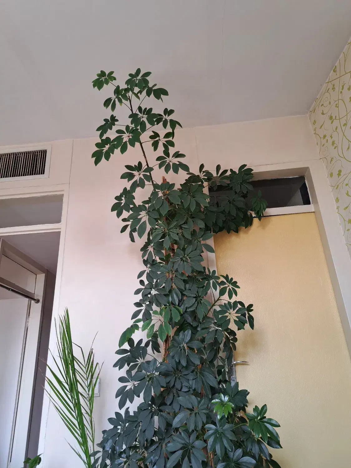 شفلرا|گل و گیاه طبیعی|کرج, چهارصد دستگاه|دیوار