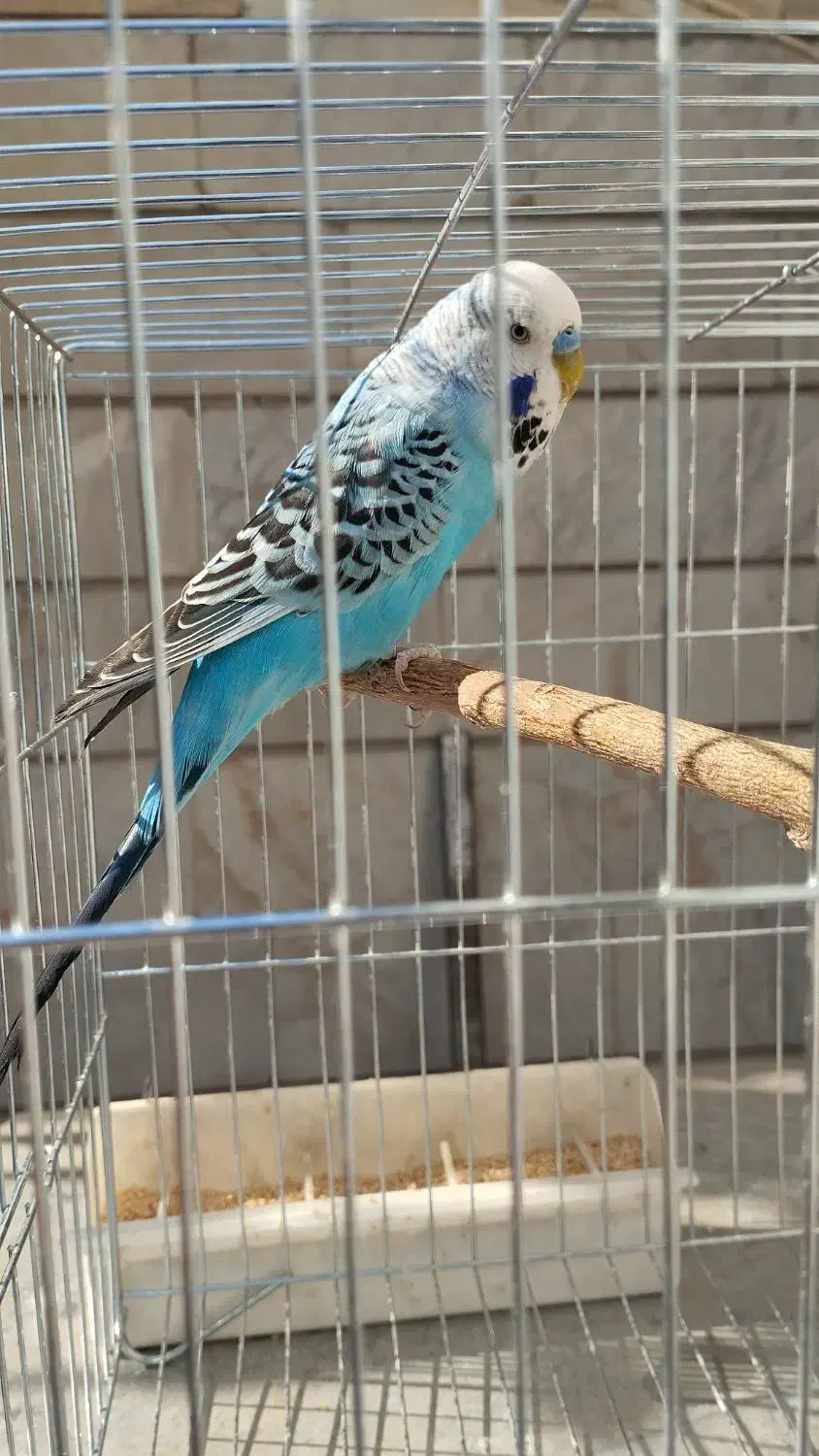 مرغ عشق انگلیسی|پرنده|تهران, باغ خزانه|دیوار