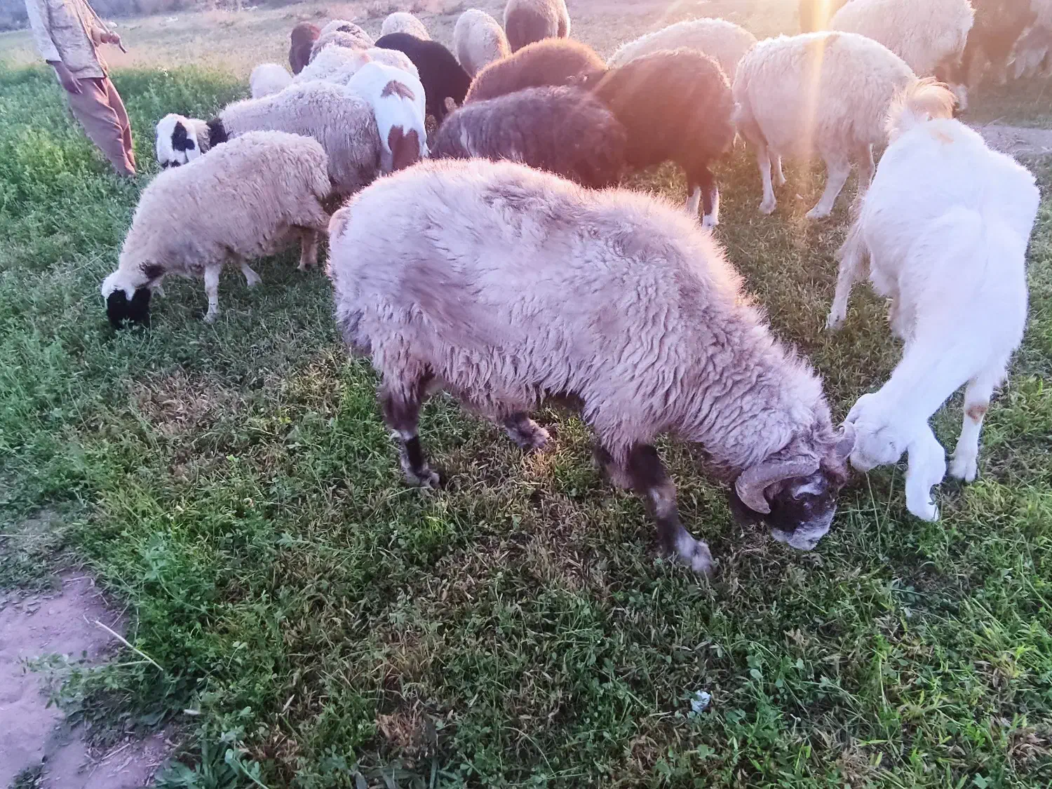 میش درشت  نژاد دار برای نگهداری|حیوانات مزرعه|بردسیر, |دیوار