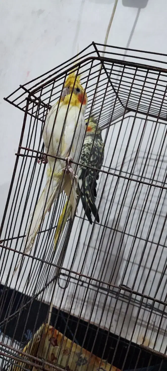 عروس پاریس|پرنده|شادگان, |دیوار