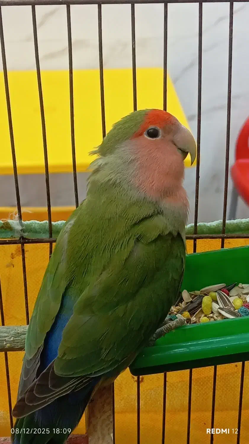 طوطی برزیلی نر|پرنده|اشتهارد, |دیوار