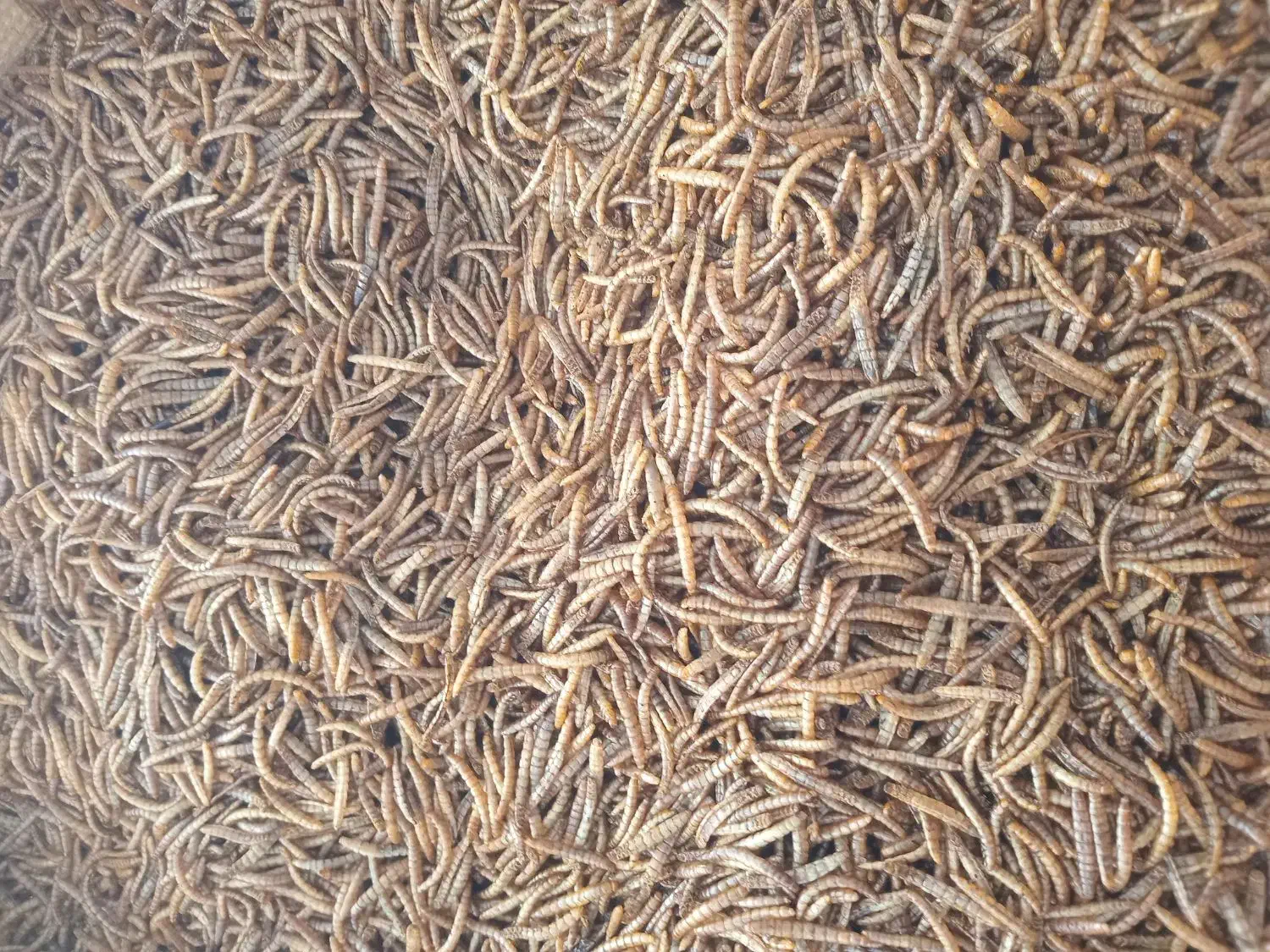 میلورم خشک وزنده|خزنده|رودشت (اصفهان), |دیوار