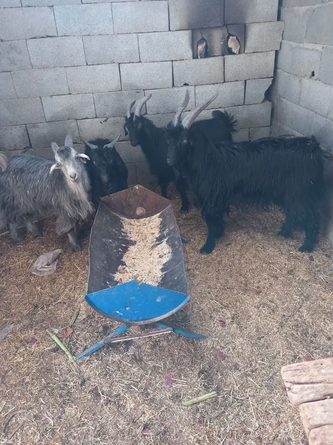 بزغاله|حیوانات مزرعه|اصفهان, عاشق‌آباد|دیوار