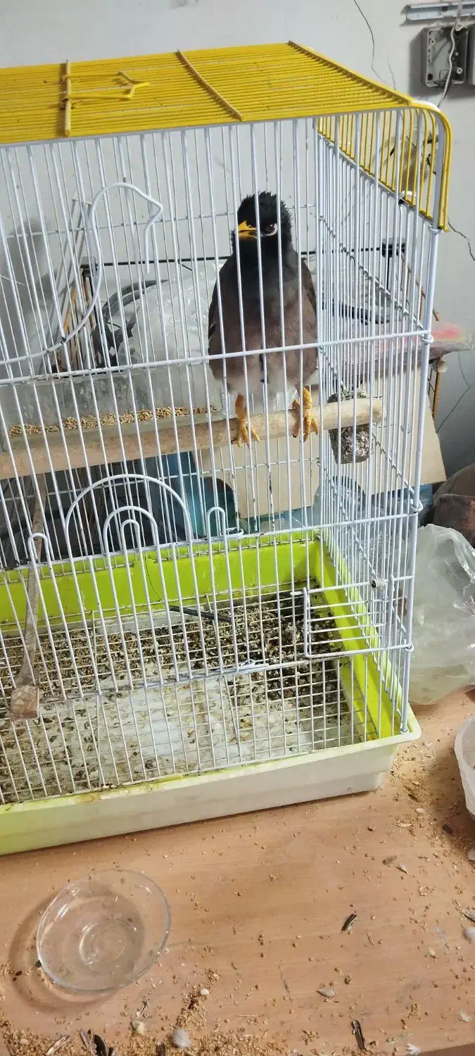 مینا|پرنده|اصفهان, کنگاز|دیوار