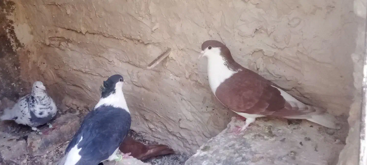 کفتر|پرنده|تربت‌حیدریه, ده پائین|دیوار