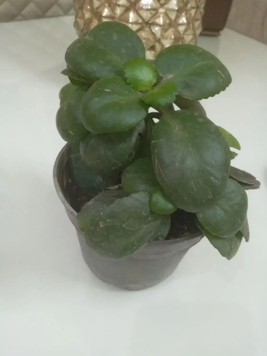 گلدان گل شمعدانی ، پدیلانتوس ، و کالانگوئه|گل و گیاه طبیعی|تهران, تهرانپارس غربی|دیوار