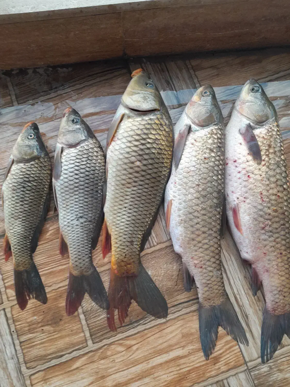 فروش ماهی آمور و کپور وحشی ارگانیک|ماهی|آمل, |دیوار