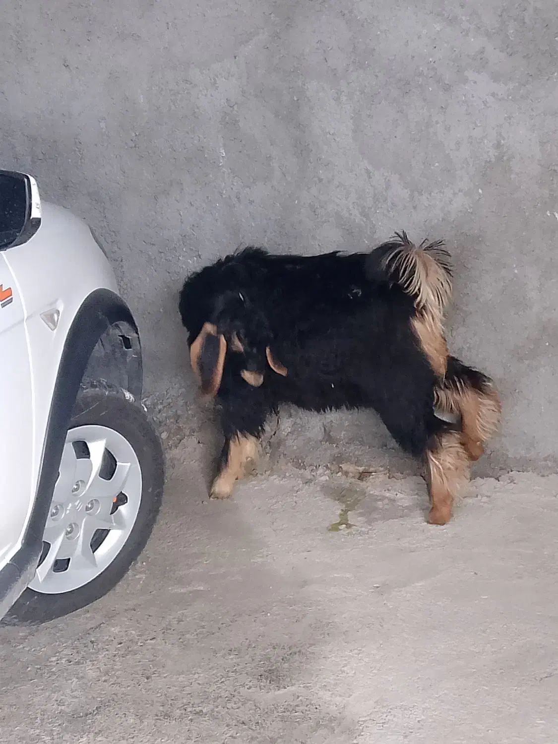 بزغاله|حیوانات مزرعه|گوآور, |دیوار