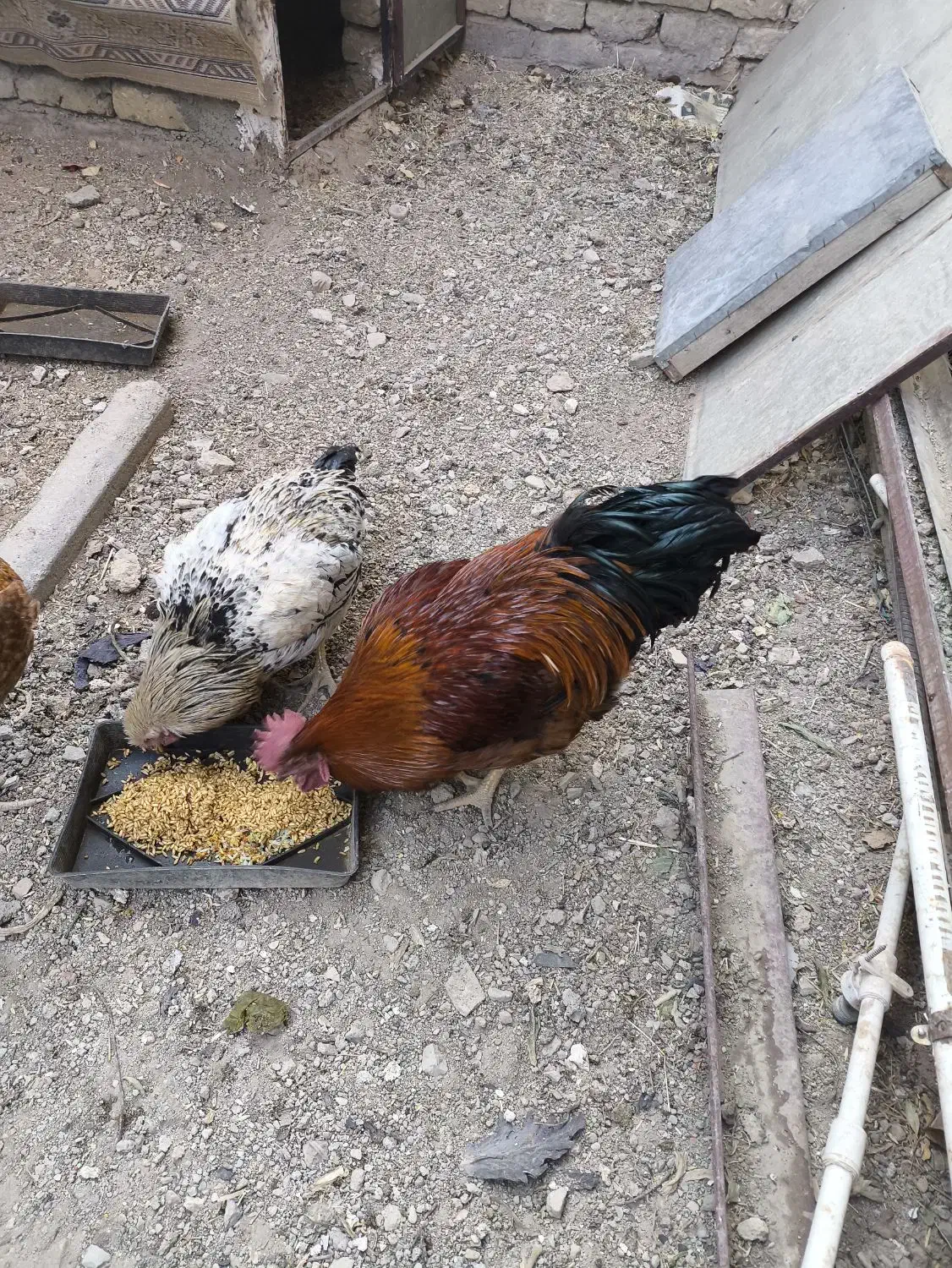 خروس جوان محلی|حیوانات مزرعه|رزن, |دیوار