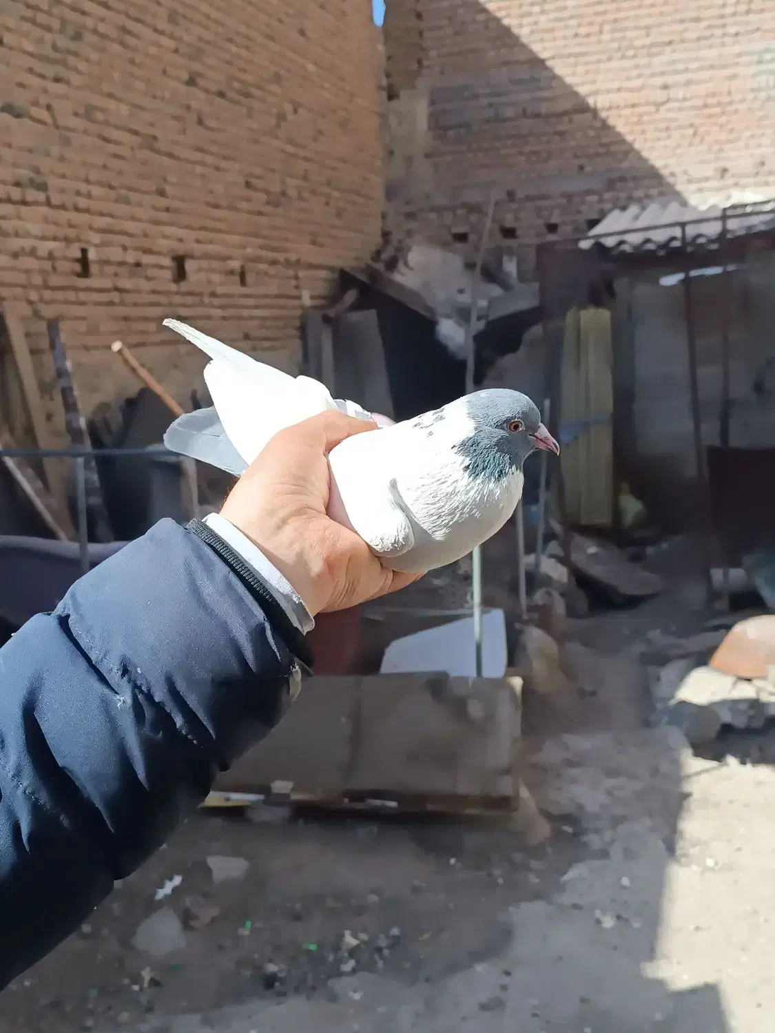 طوقی|پرنده|اردبیل, |دیوار