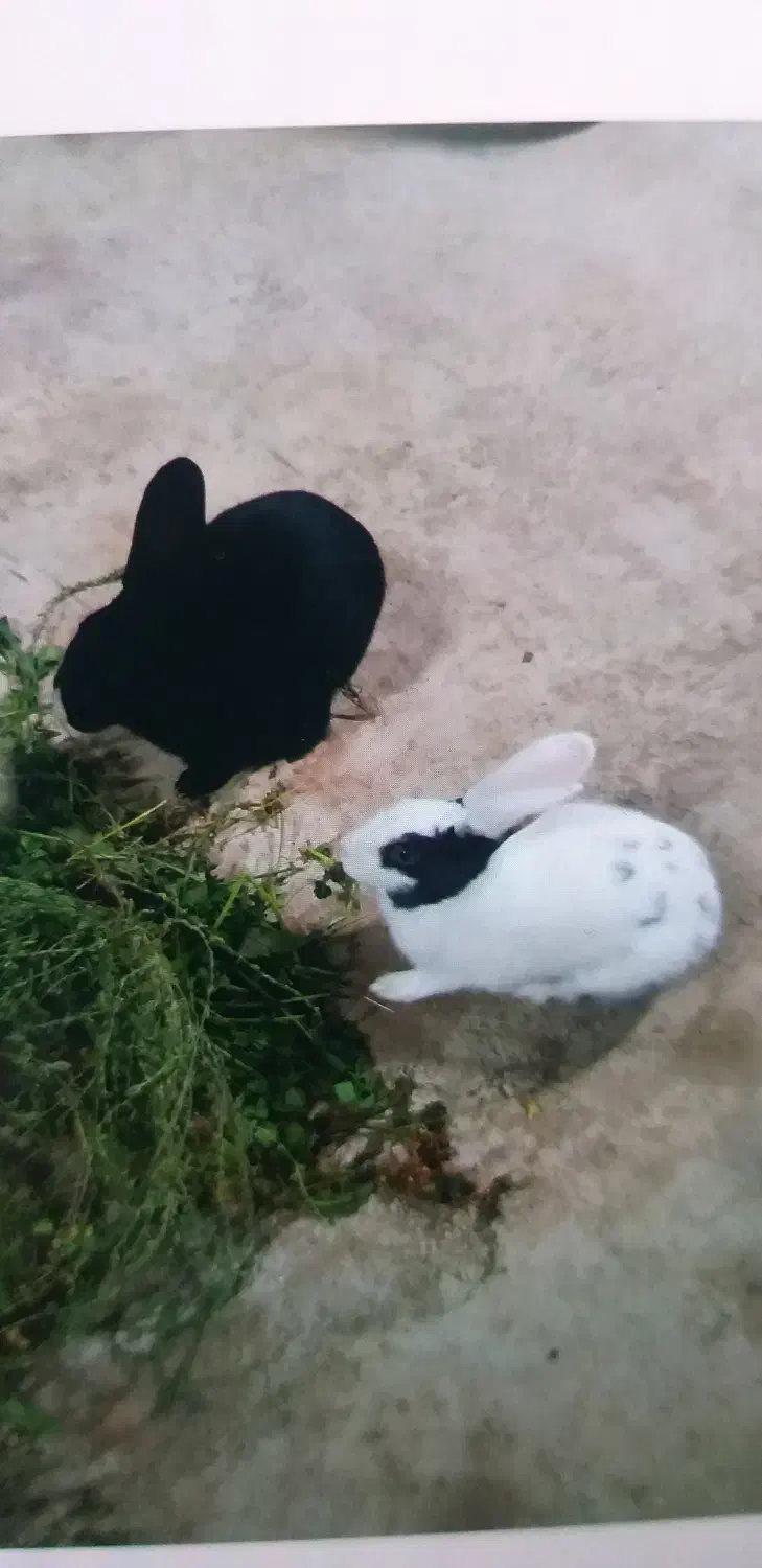 خرگوش|موش و خرگوش|عطاملک, |دیوار