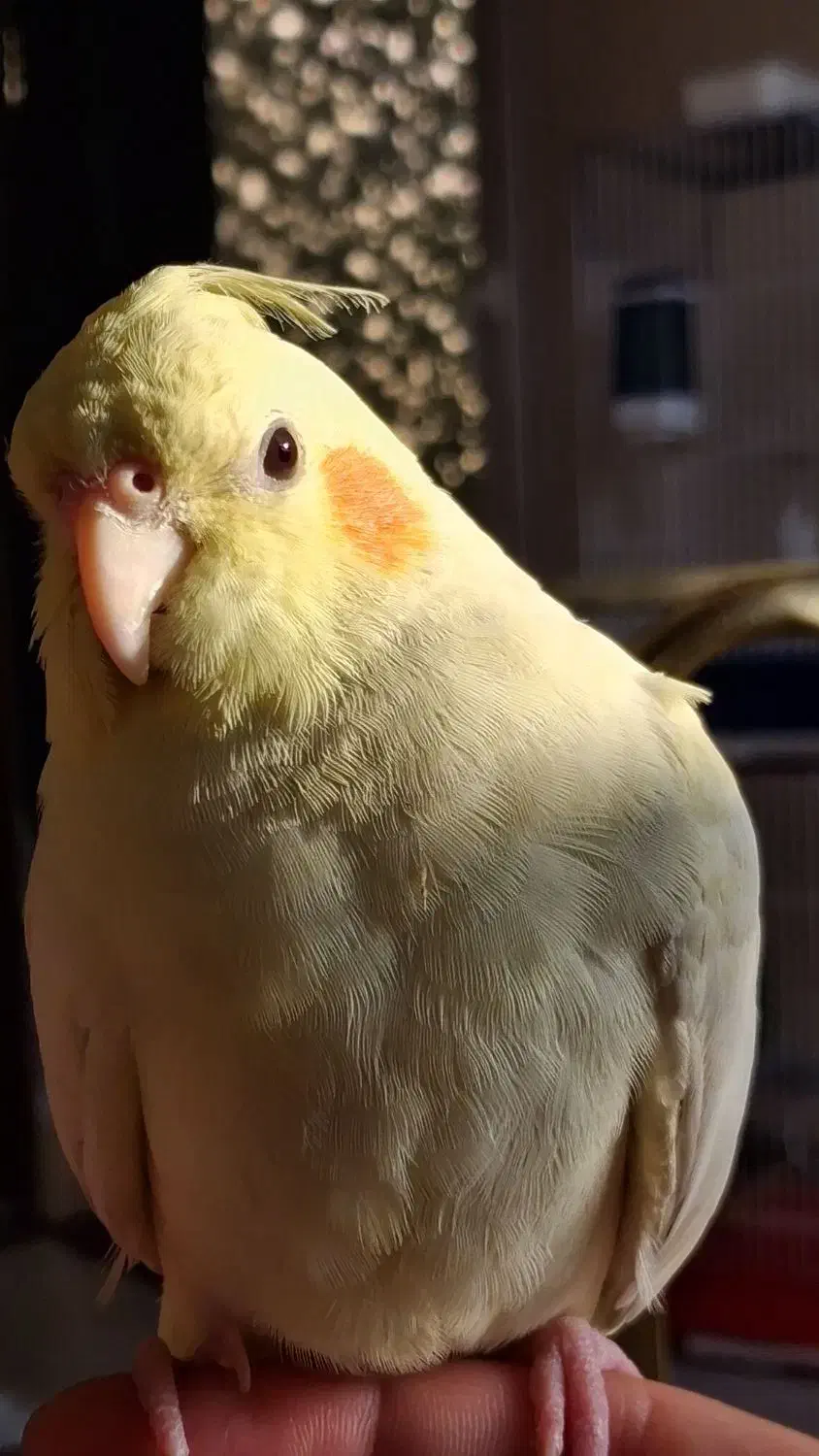 عروس هلندی ماده لوتینو|پرنده|تهران, شهرک نفت|دیوار