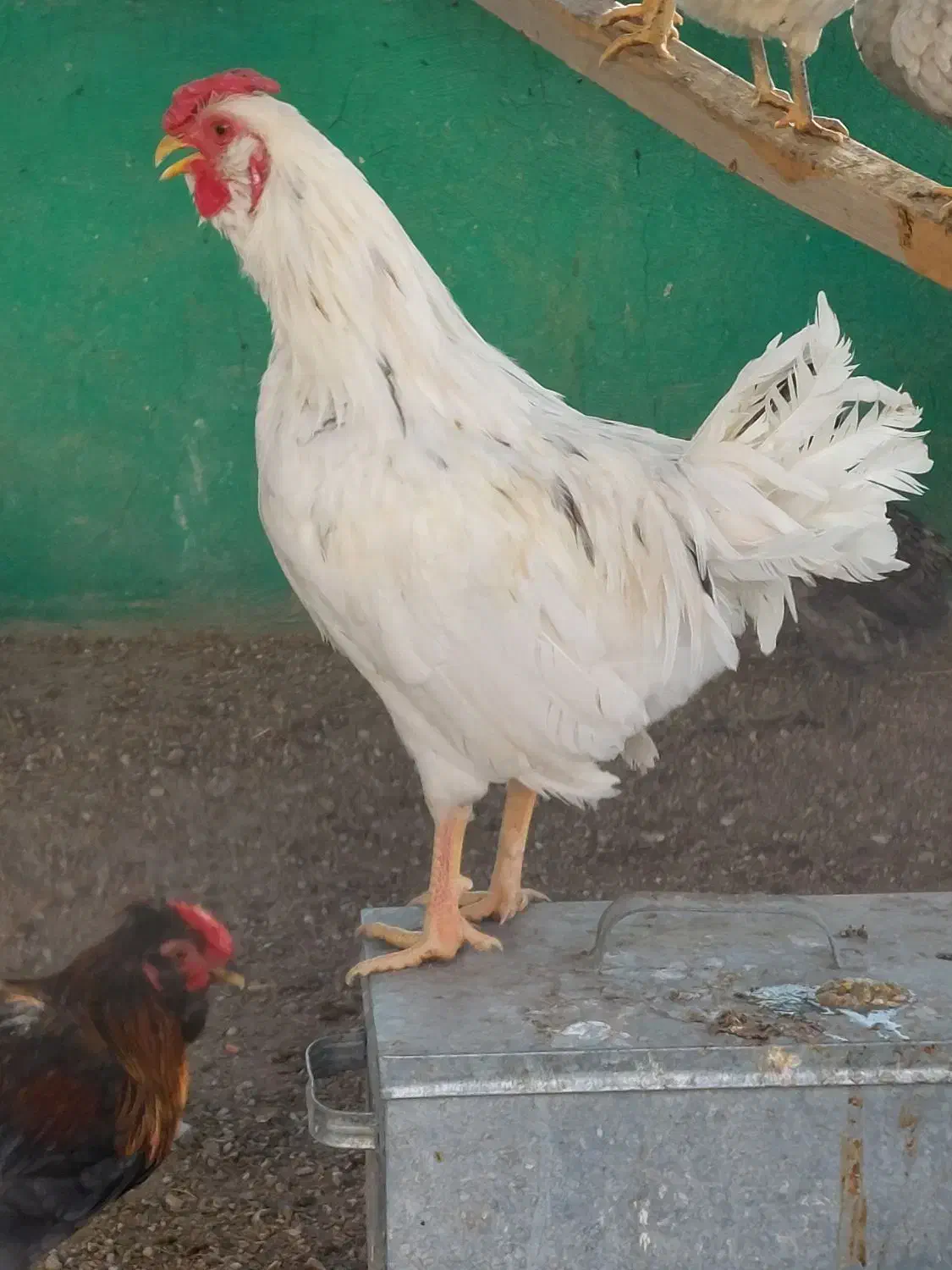 خروس گلین|حیوانات مزرعه|تهران, سهروردی|دیوار