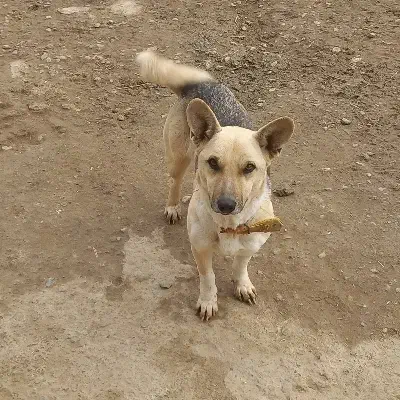 پاکوتاه|سگ|آق قلا, |دیوار