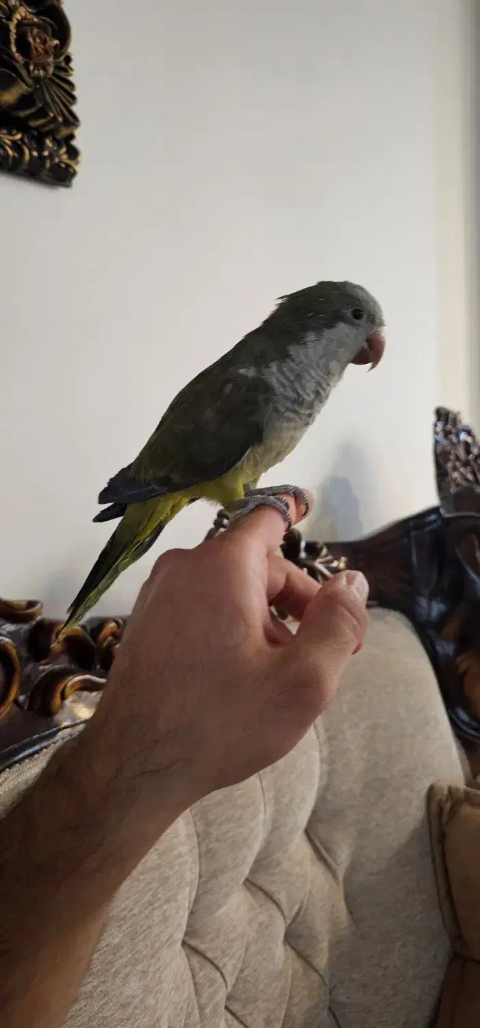 طوطی راهب|پرنده|پردیس, فاز ۸|دیوار