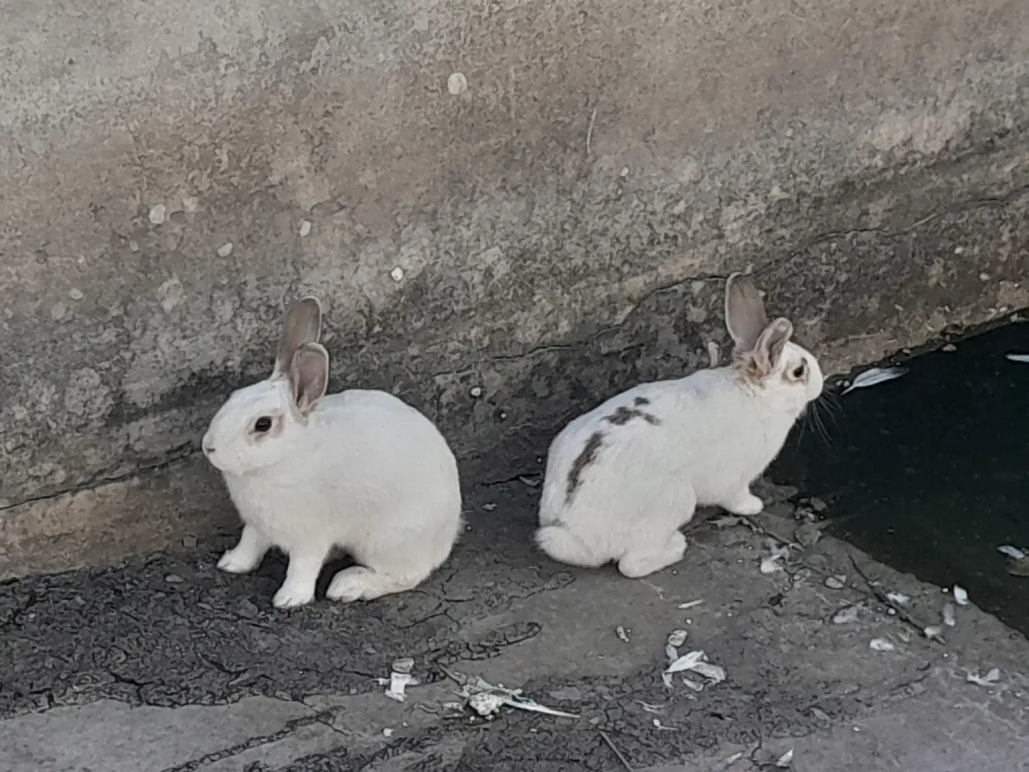 خرگوش|موش و خرگوش|تاکستان, |دیوار