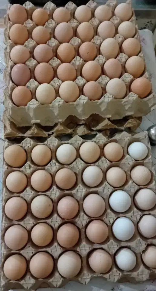 تخم مرغ محلی|خوردنی و آشامیدنی|زنجان, |دیوار