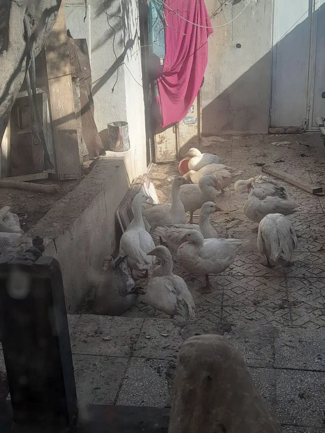 غاز چشم آبی.خروس|حیوانات مزرعه|رباط‌کریم, رباط‌کریم|دیوار