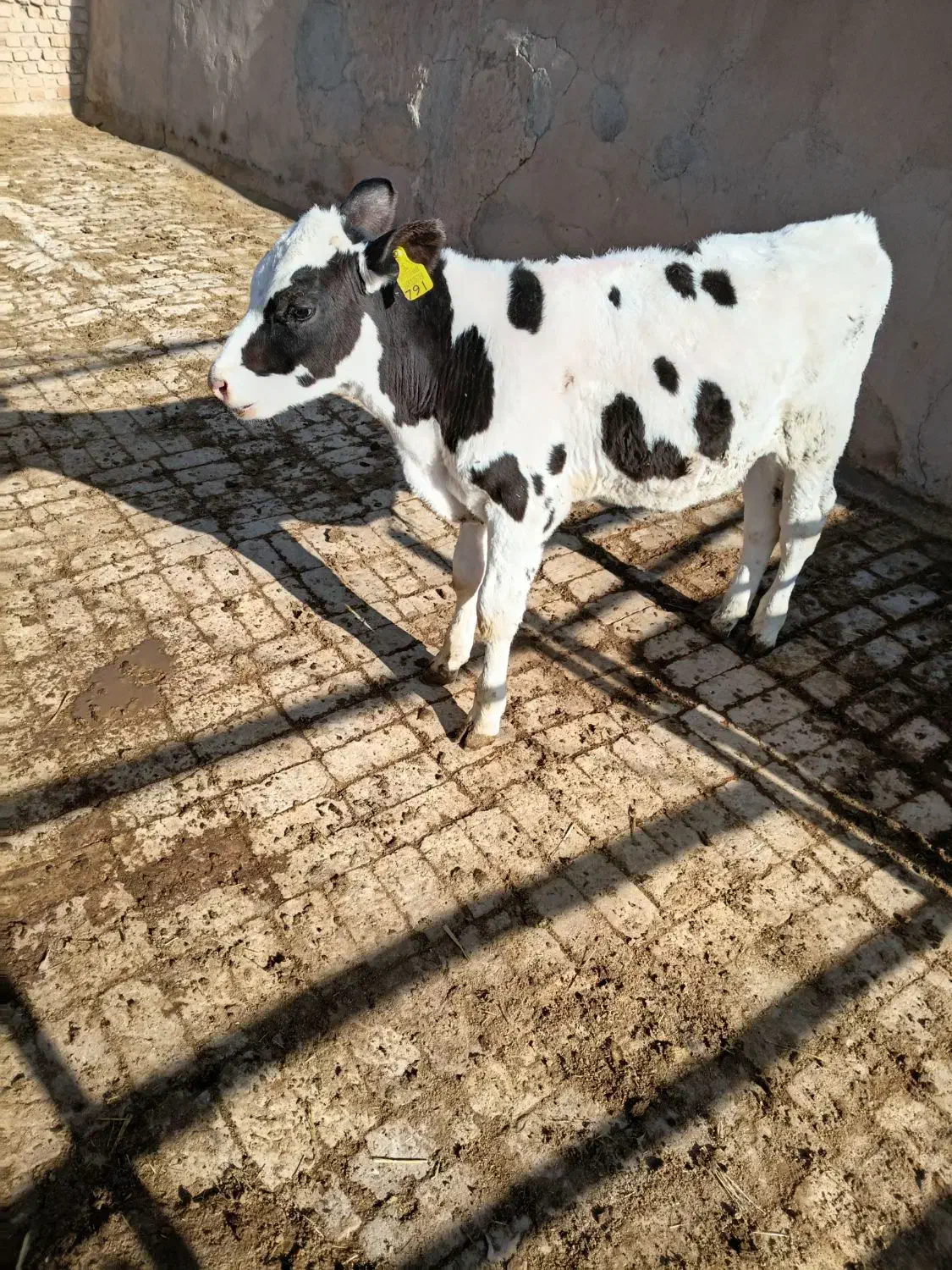 گوساله قطع شیر|حیوانات مزرعه|بوئین زهرا, |دیوار
