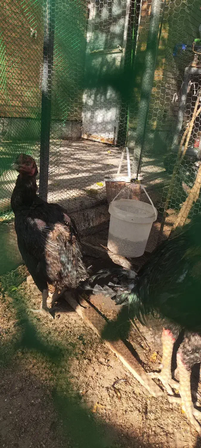 خروس لاری|حیوانات مزرعه|یزد, |دیوار