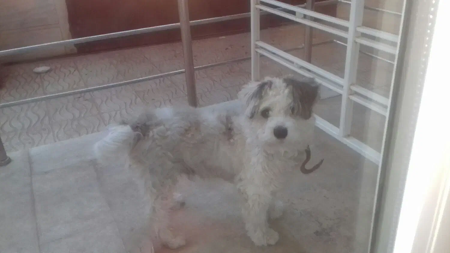 فروش یه سگ بانژاد شیتزا|سگ|آباده, |دیوار