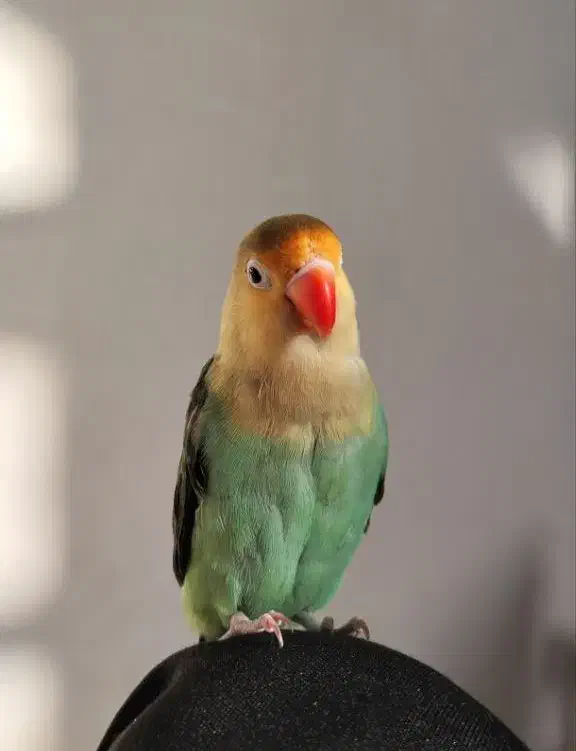 طوطی برزیلی|پرنده|شیراز, کوشک میدان|دیوار