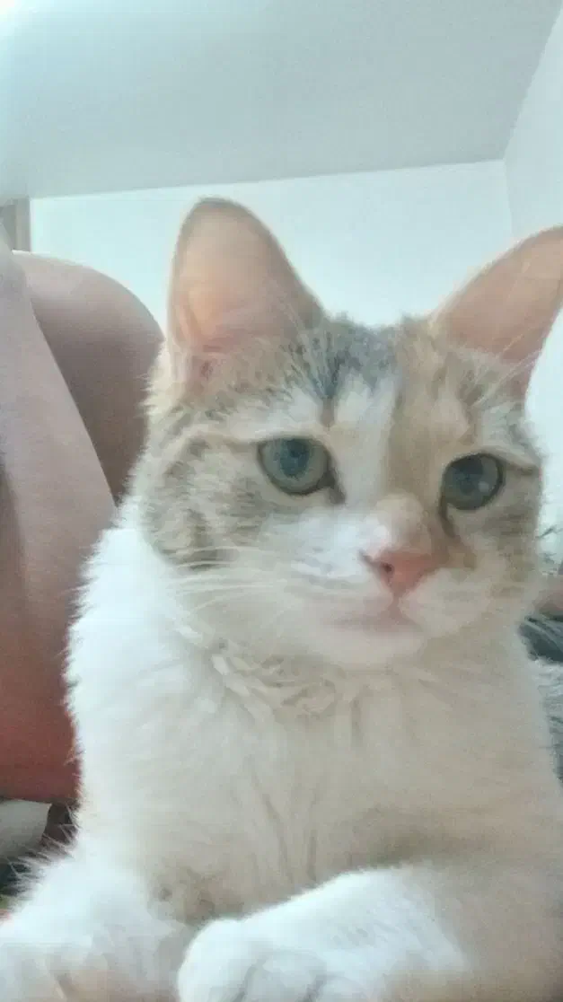 پت خانگی(گربه ۸ماهه)|گربه|خمینیشهر, |دیوار