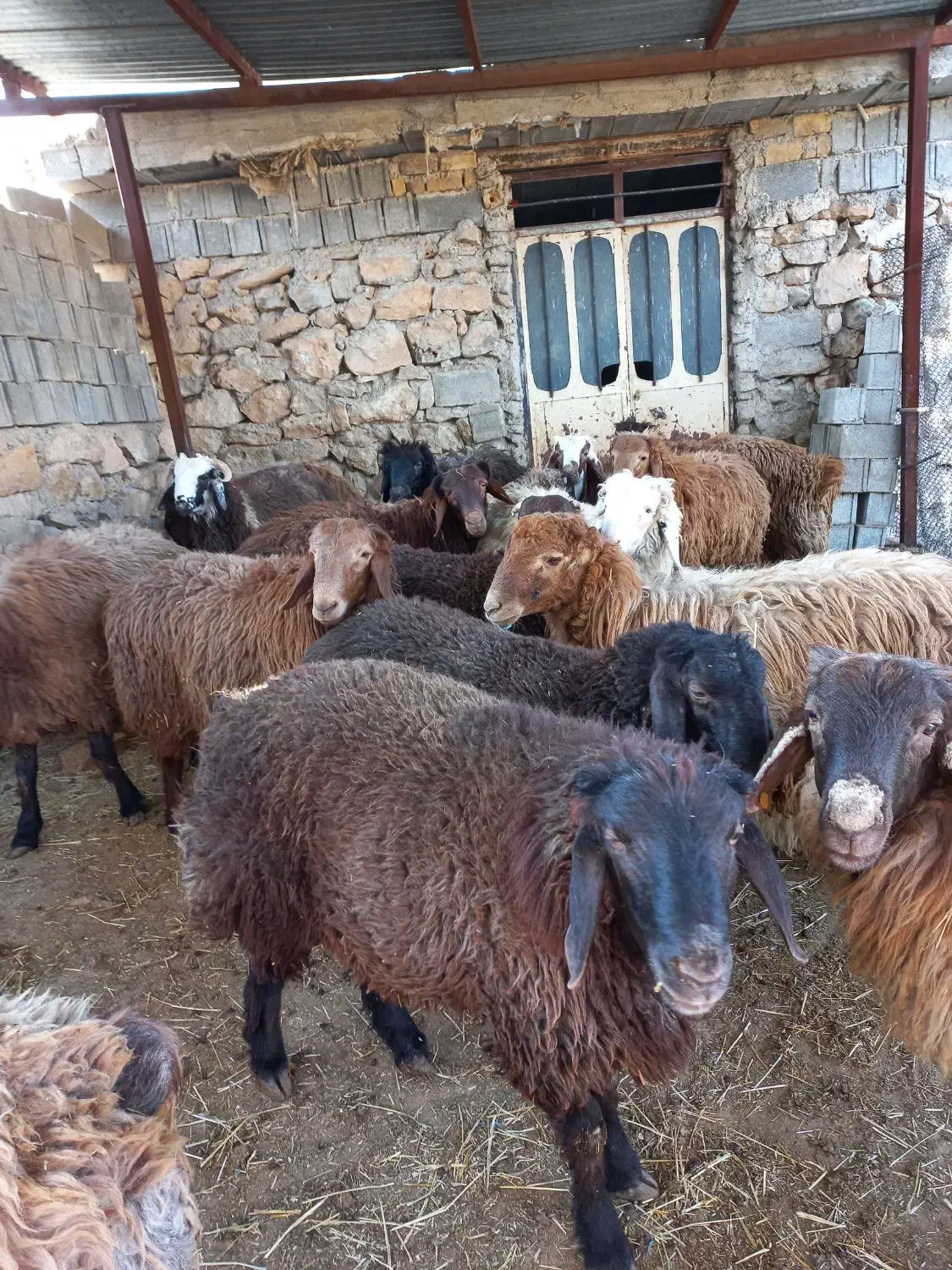 بره نر پروار شده|حیوانات مزرعه|نورآباد ممسنی, |دیوار