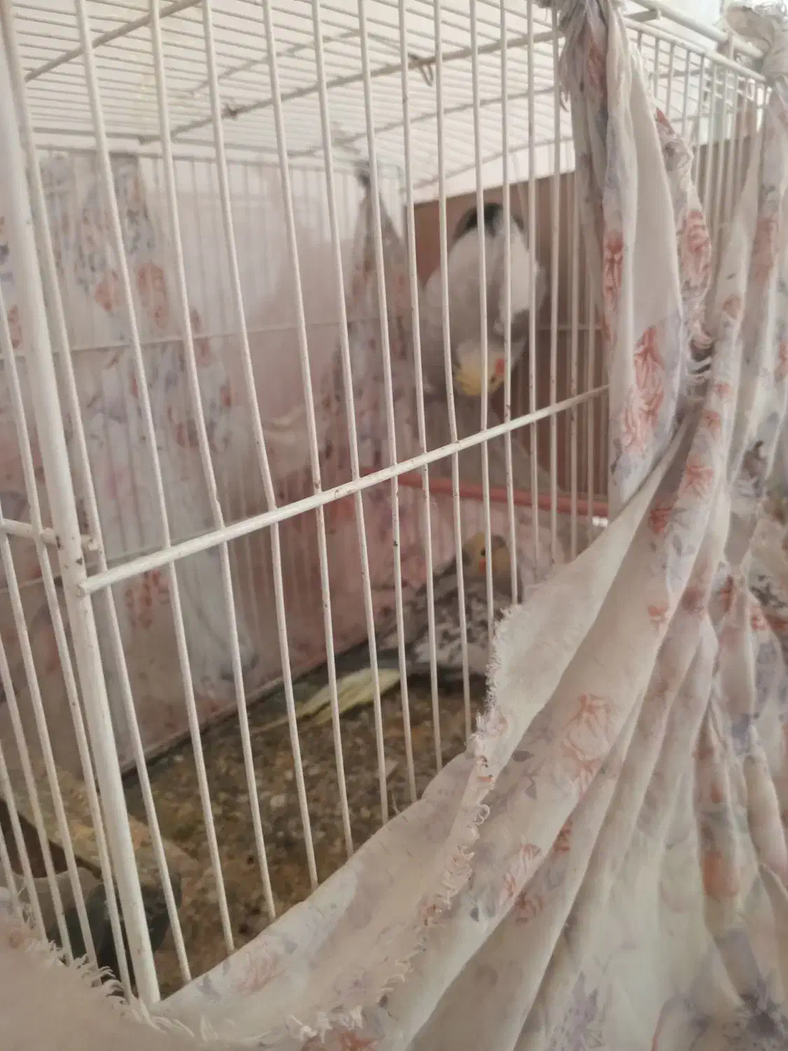 عروس هلندی باتخم|پرنده|اسفراین, |دیوار