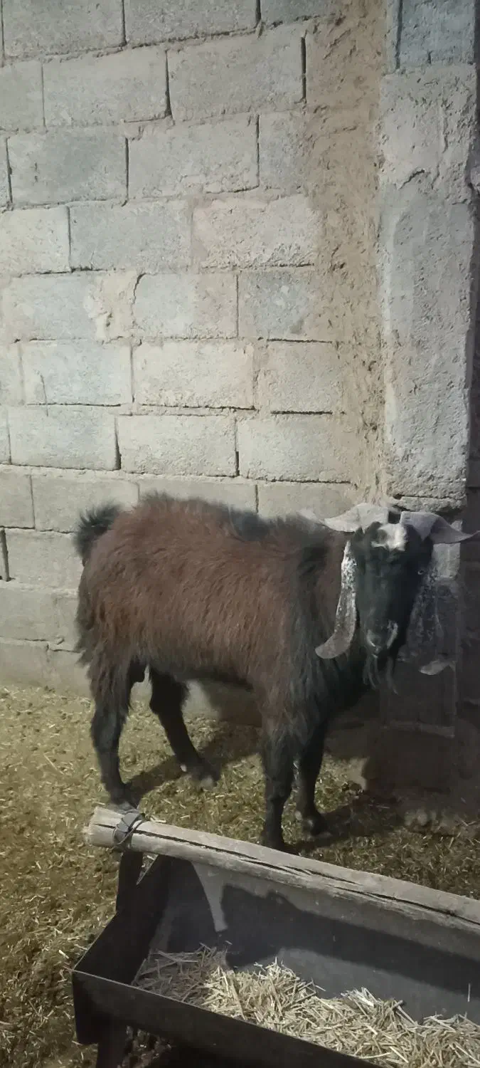 یک راس نری|حیوانات مزرعه|داراب, |دیوار