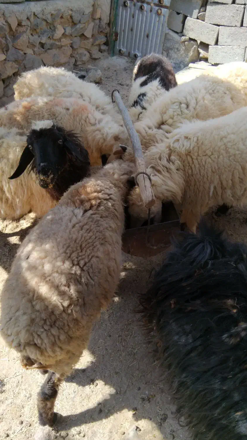 میش وبز|حیوانات مزرعه|درمیان, |دیوار