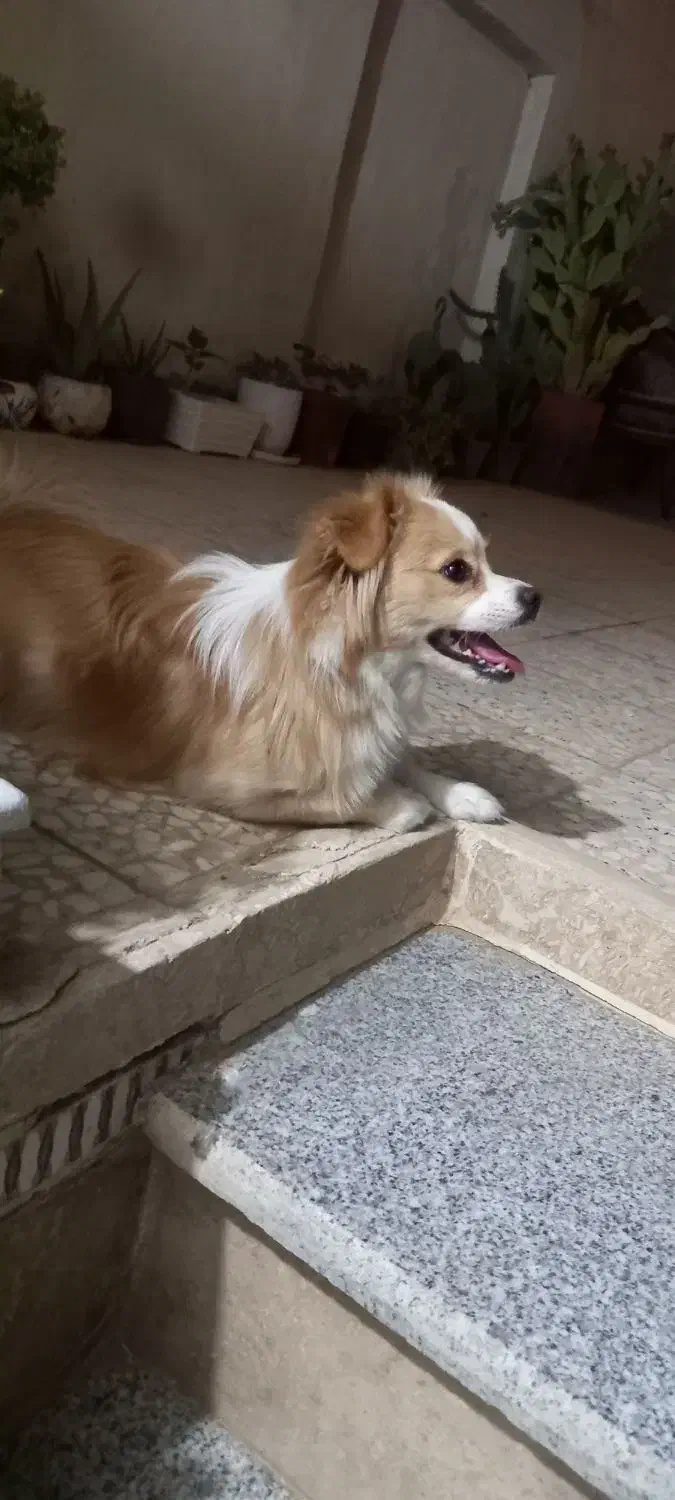 سگ پا کوتاه|سگ|قم, نخودی|دیوار