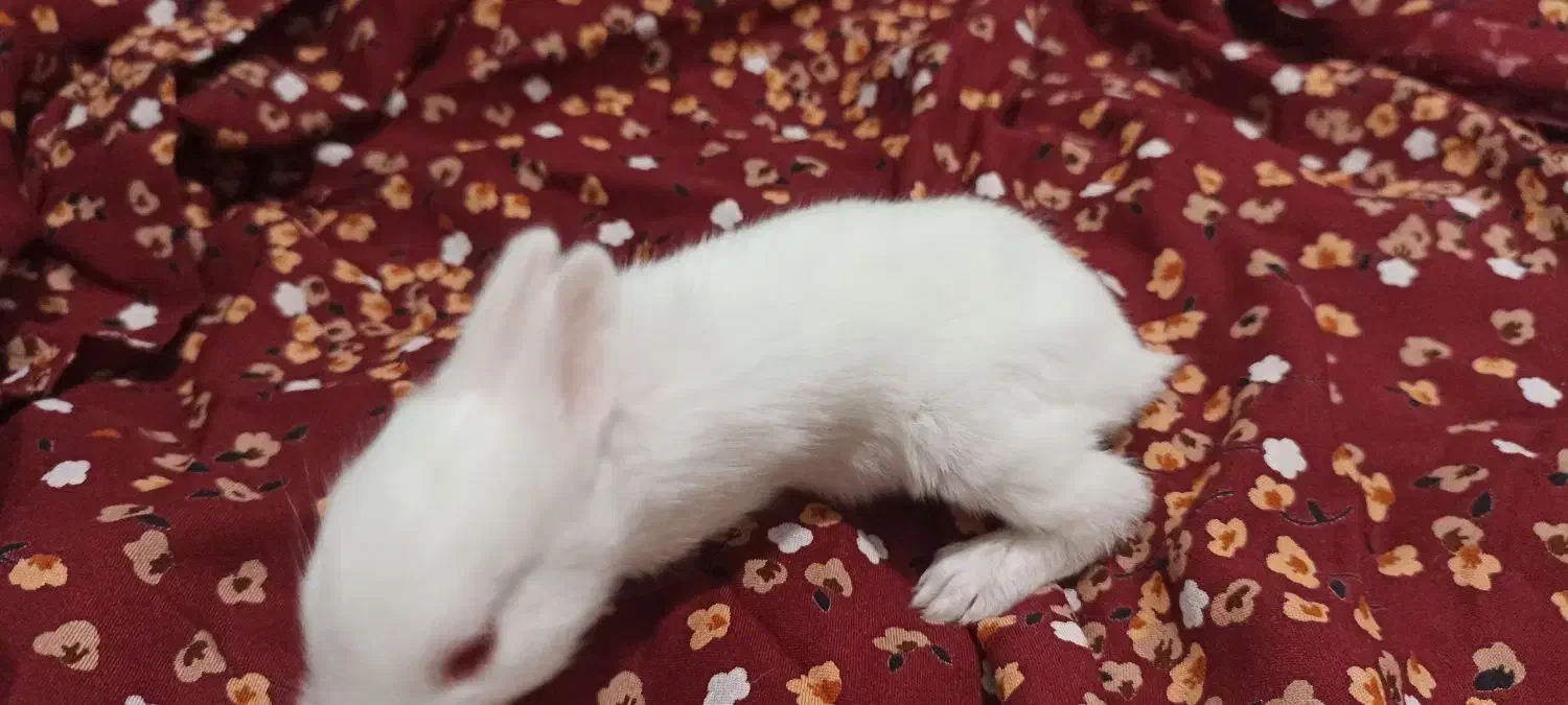 شش بچه خرگوش بیست روزه به همراه مادرشون.|موش و خرگوش|بوشهر, |دیوار