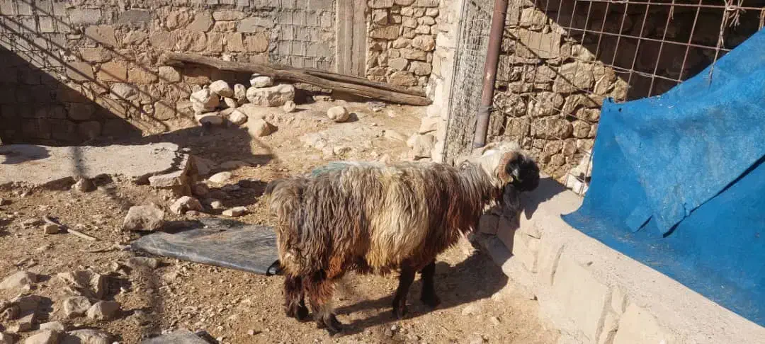 شیشک فروشی سالم  شماره تماس|حیوانات مزرعه|لالی, |دیوار