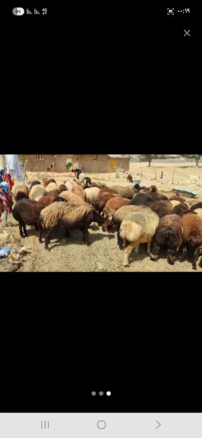 30تا میش روزگاری جوان داشتی|حیوانات مزرعه|دهدشت, |دیوار