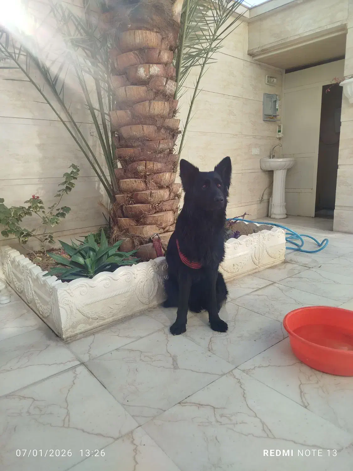 سگ ژرمن بلک|سگ|جهرم, |دیوار