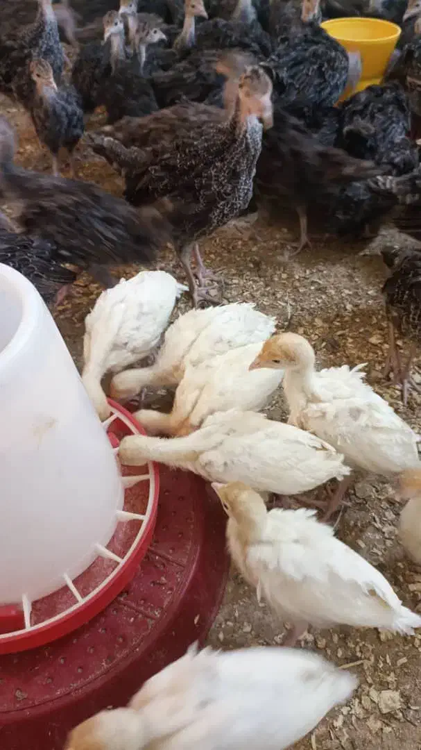 جوجه بوقلمون بیوتی و برنز|حیوانات مزرعه|بهبهان, |دیوار