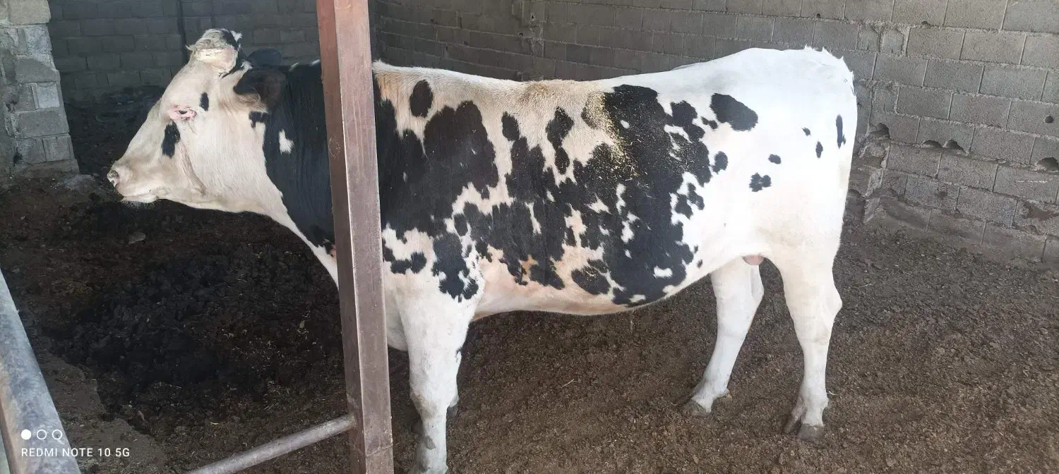 ‌گوساله‌نر‌‌کشتاری‌‌قهدریجان|حیوانات مزرعه|اصفهان, اشکاوند|دیوار