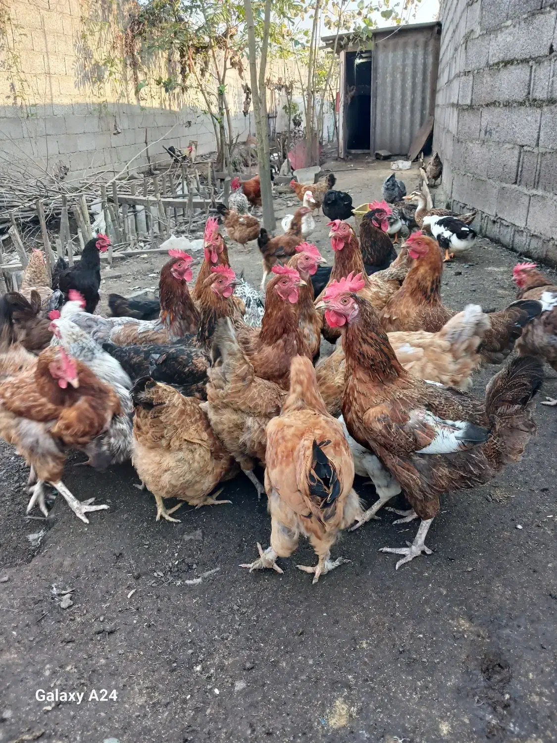 مرغ محلی|حیوانات مزرعه|رشت, حومه رشت|دیوار