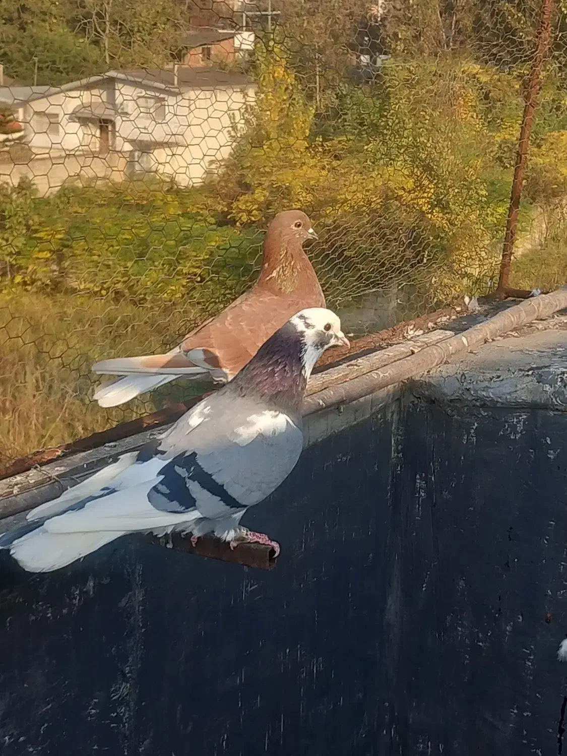 کبوتر پرشی|پرنده|قائمشهر, |دیوار