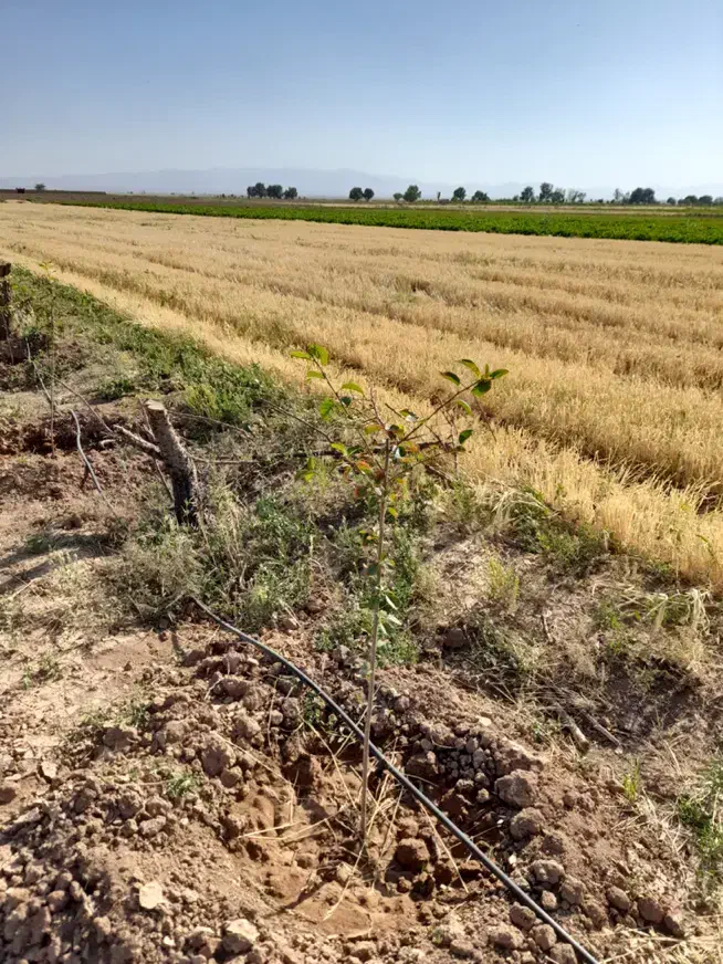 زمین ۱۰۰۰ متری قاسم آباد|فروش زمین و ملک کلنگی|زاویه, |دیوار