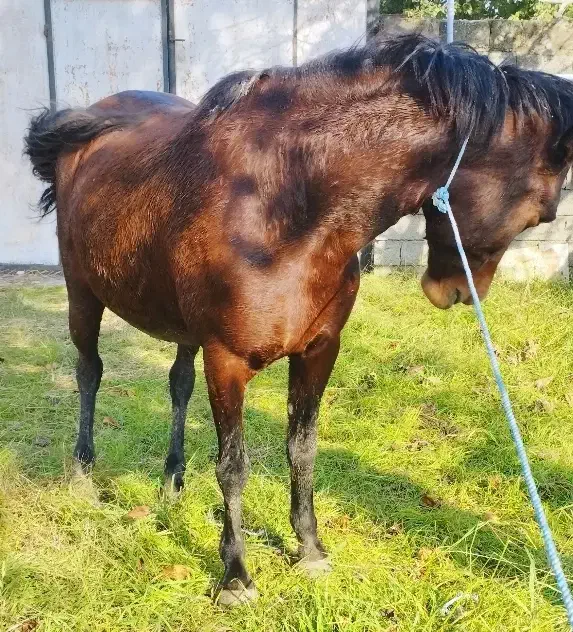 مادیان 6سال  آبستن|اسب و تجهیزات اسب‌سواری|پره‌سر, |دیوار