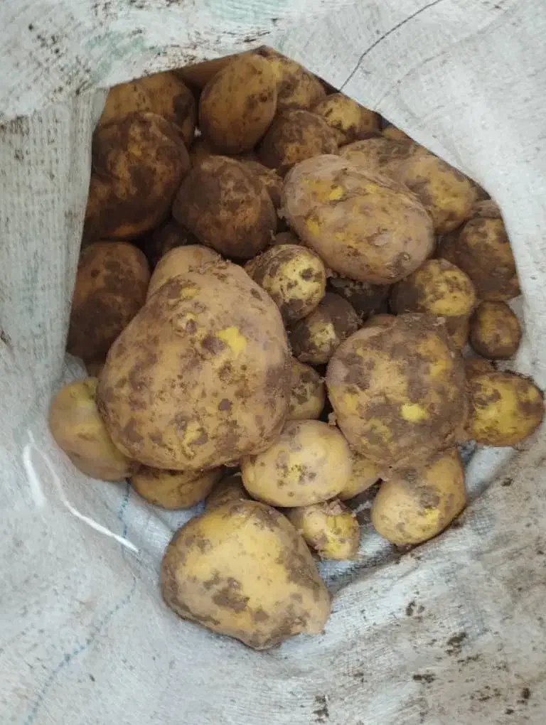 سیب زمینی نژاد آگریا|عمده‌فروشی|هشترود, |دیوار