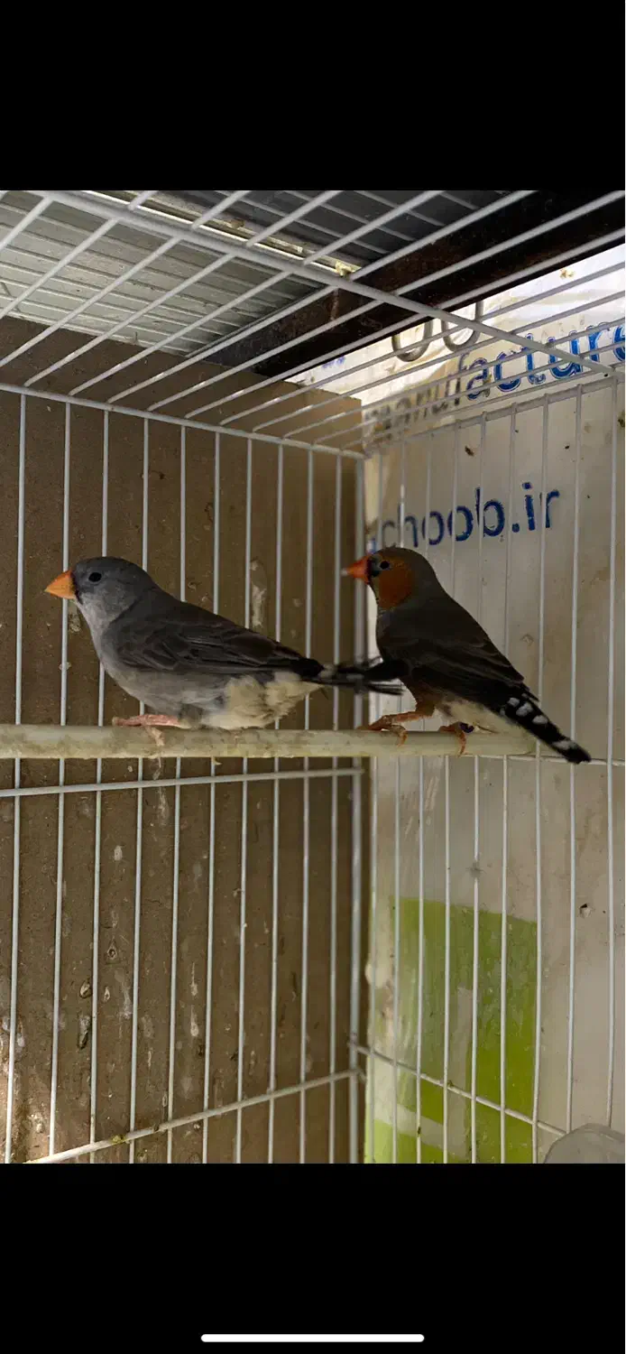 فنچ کرواتی ، زبرا اورنج ، بنگالی|پرنده|مشهد, سرافرازان|دیوار
