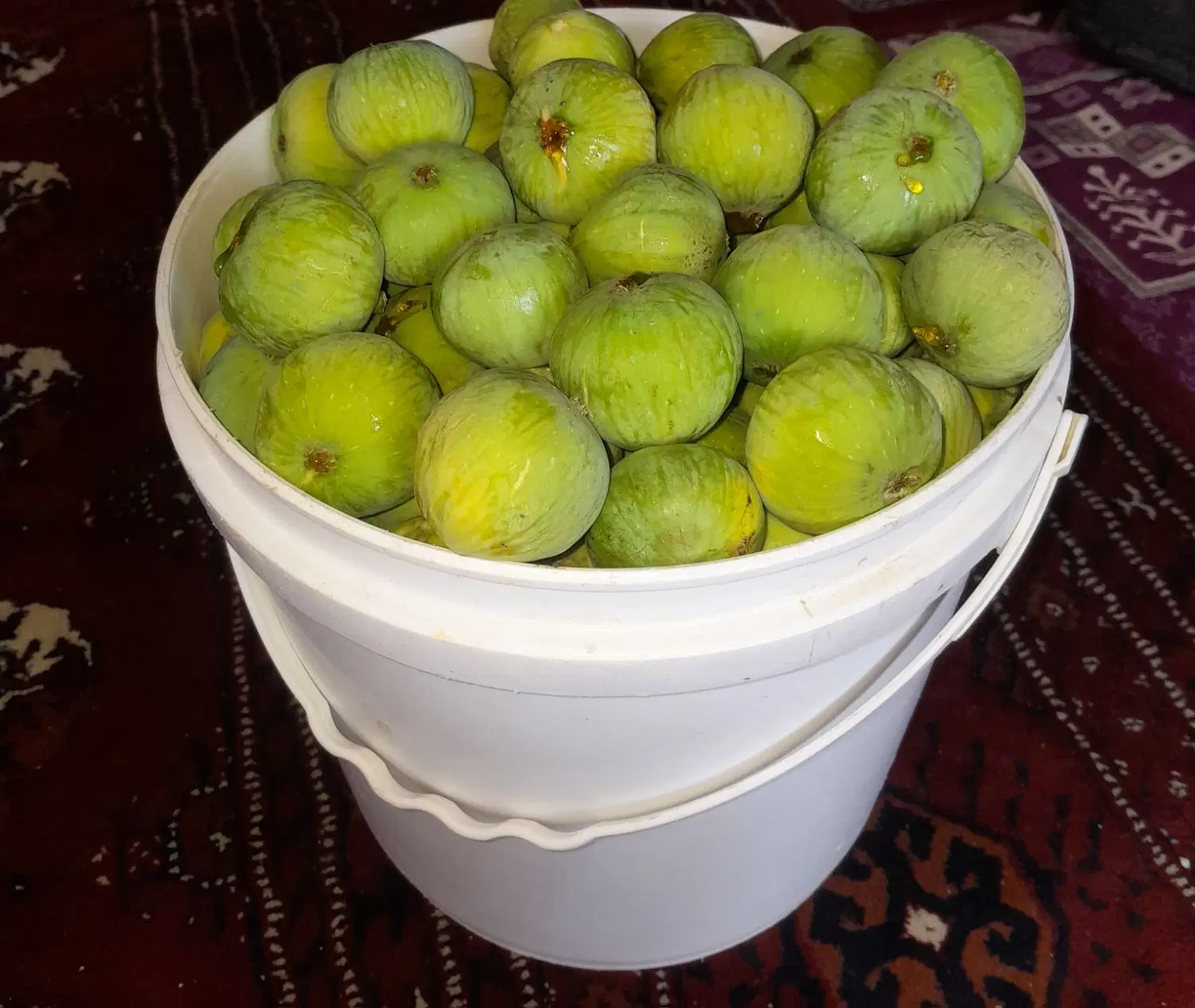 انجیر|خوردنی و آشامیدنی|گنبد کاووس, |دیوار