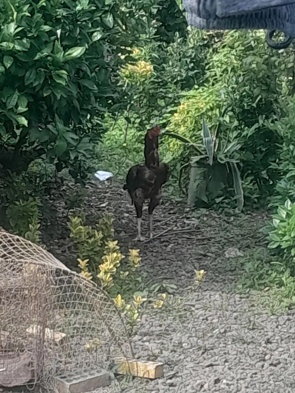 فروش مرغ لاری و خروس لاری بالغ اصیل|حیوانات مزرعه|چابکسر, |دیوار